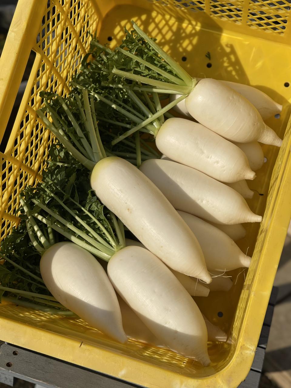 福岡県北九州市若松区で有機野菜 | 自然屋 神田野菜